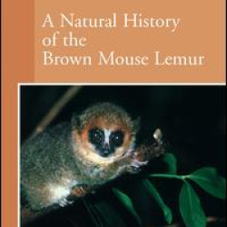 A Natural History of the Brown Mouse Lemur