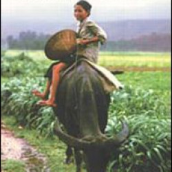 Vietnam: Anatomy of a Peace Vietnam: Anatomy of a Peace