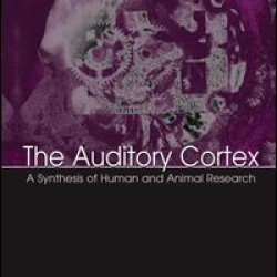 The Auditory Cortex