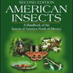American Insects