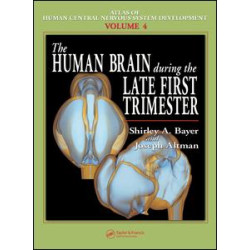 The Human Brain During the Late First Trimester