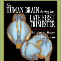 The Human Brain During the Late First Trimester