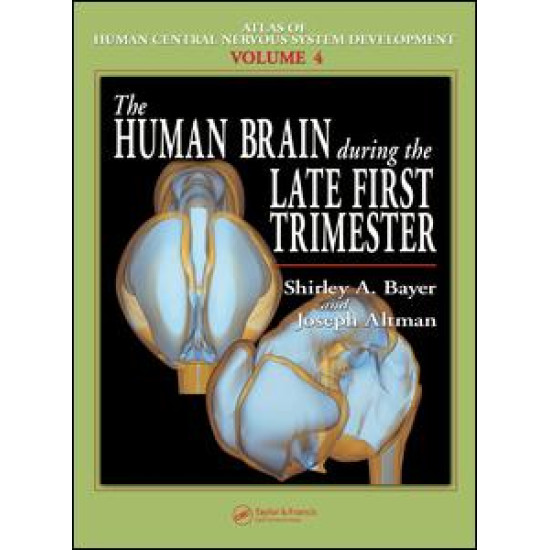 The Human Brain During the Late First Trimester
