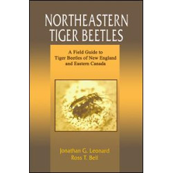 Northeastern Tiger Beetles
