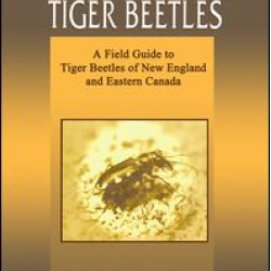 Northeastern Tiger Beetles