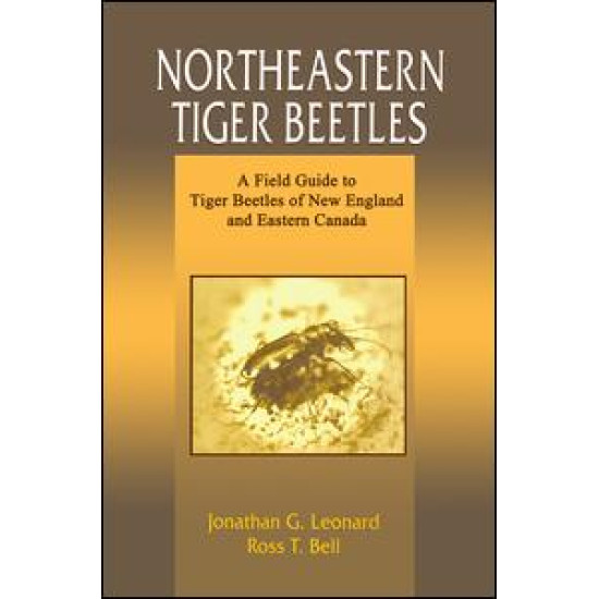 Northeastern Tiger Beetles