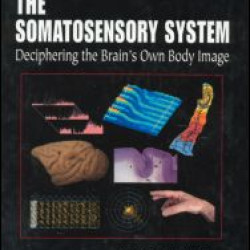 The Somatosensory System The Somatosensory System