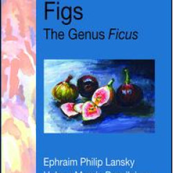 Figs Figs