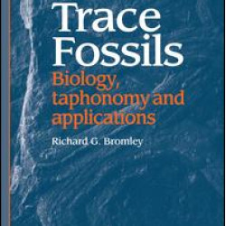 Trace Fossils Trace Fossils
