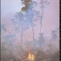 Tropical Rainforests Tropical Rainforests