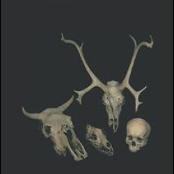 Mammal Bones and Teeth