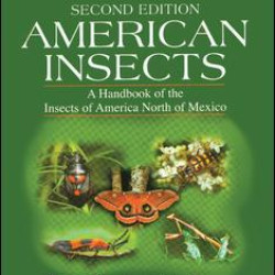 American Insects