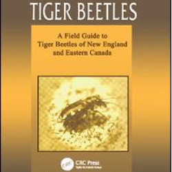 Northeastern Tiger Beetles