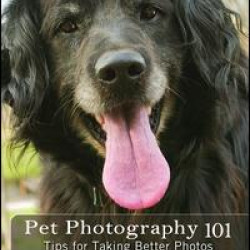 Pet Photography 101 Pet Photography 101