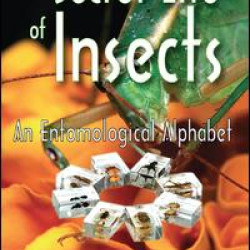 The Secret Life of Insects The Secret Life of Insects