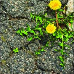 Contributions to Law, Philosophy and Ecology Contributions to Law, Philosophy and Ecology