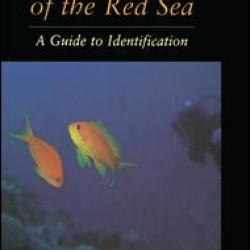 Reef Fish Of The Red Sea