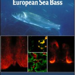 Biology of European Sea Bass Biology of European Sea Bass