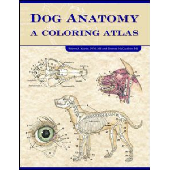 Dog Anatomy