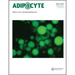 Adipocyte Adipocyte