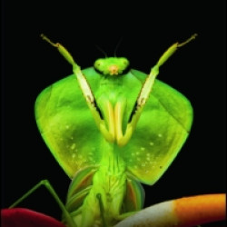 Neotropical Biodiversity